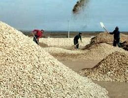 Le FAO a édité un rapport en direction des décideurs qui pourrait faire date dans le monde des bioénergies