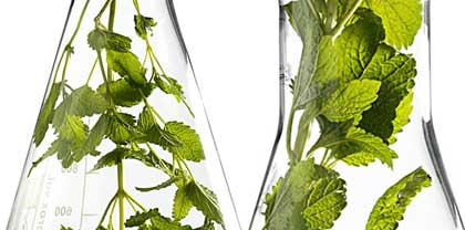 Les produits Sanoflore sont issus de plantes aromatiques aux senteurs riches...