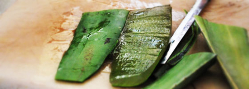 Culture d'Aloe Vera