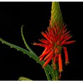 fleur-aloe-vera