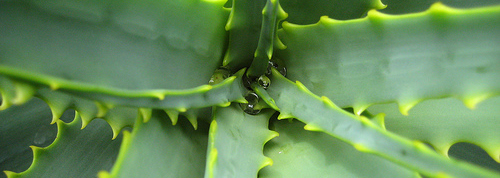aloe-vera-feuilles