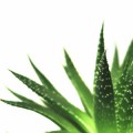 Plante d'Aloe Vera