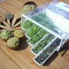 Germoir Easygreen