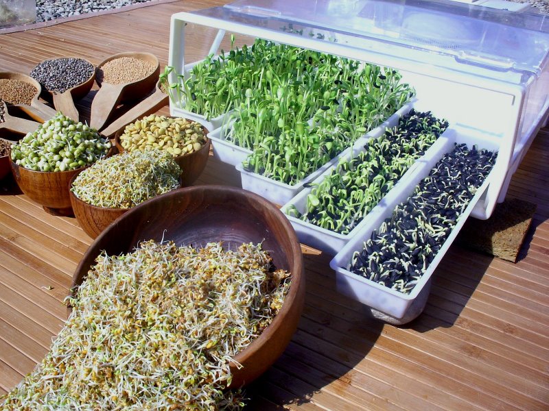 Germoir graines Germoir graines