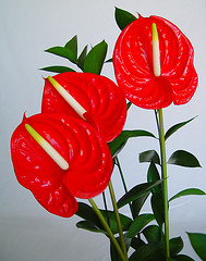Anthurium