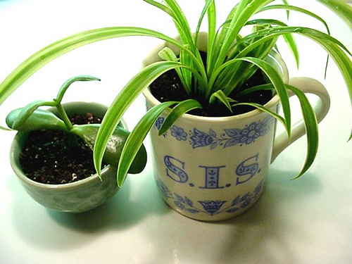 Chlorophytum Chlorophytum