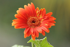 gerbera gerbera