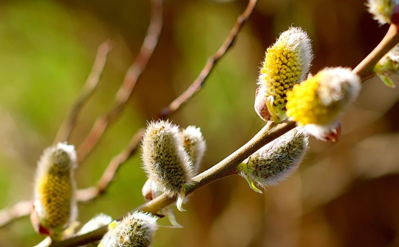 Solution naturelle pour allergie