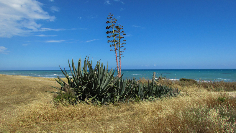 Plante Aloé Vera