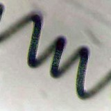 Forme de la Spiruline