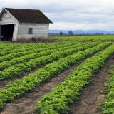 Un exemple d'agriculture "naturelle"