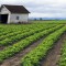 Un exemple d'agriculture "naturelle"