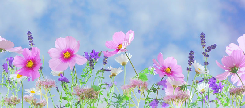 Eaux florales