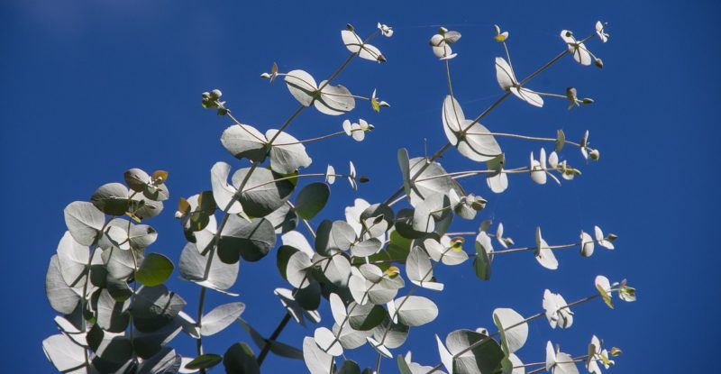 Huile essentielle Eucalyptus