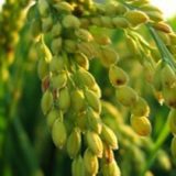 L’huile de son de riz ou le complément alimentaire le plus complet.
