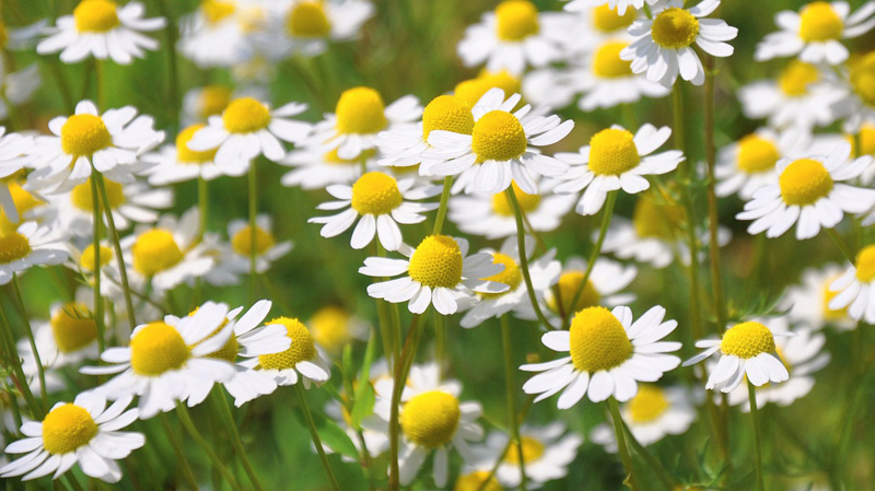 Eau florale de camomille