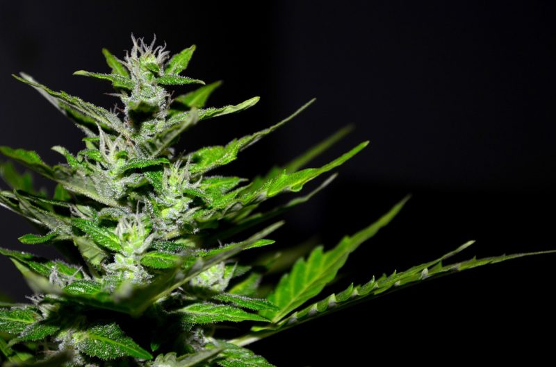 se faire livrer du cannabis légal