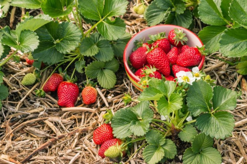 fraisier