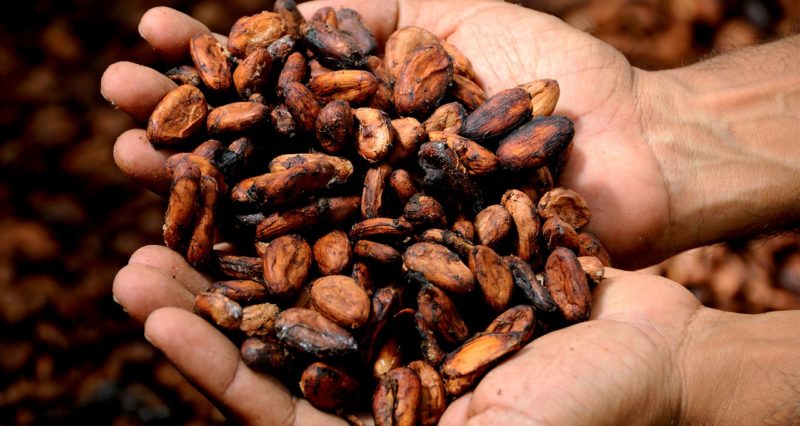 Cacao bio pour chocolat noir