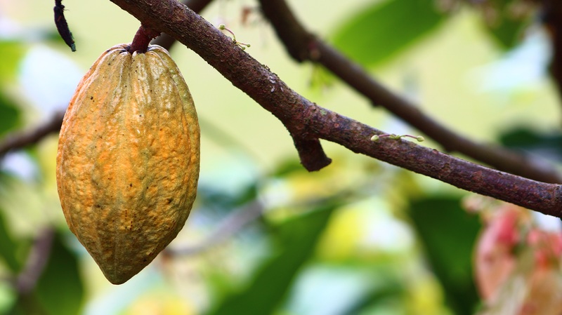 Producteur cacao bio