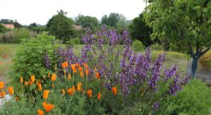 graines, herbes et plantes médicinales