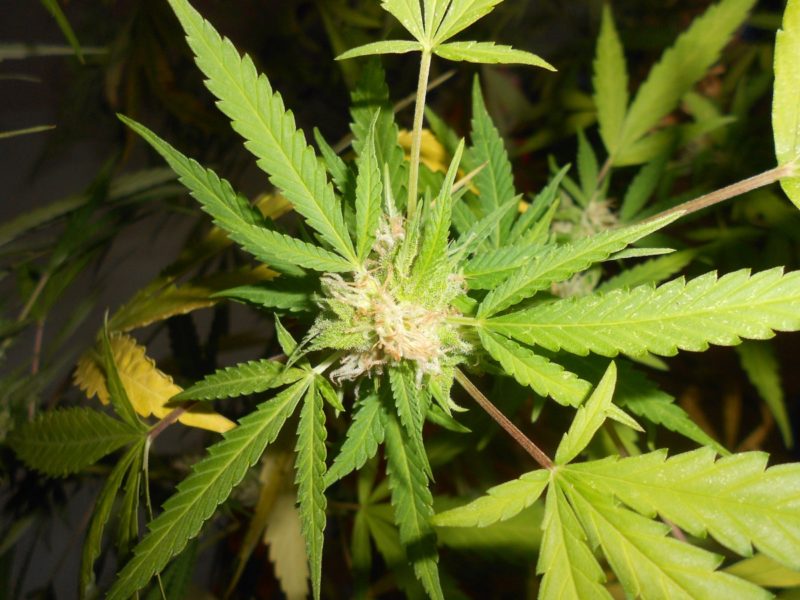 fleurs de CBD