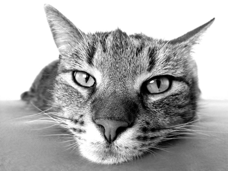 vie des chats