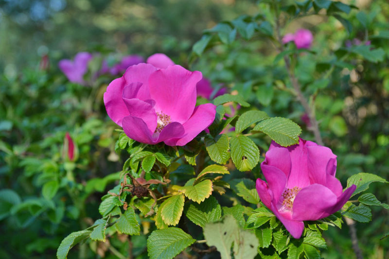 rose musquee