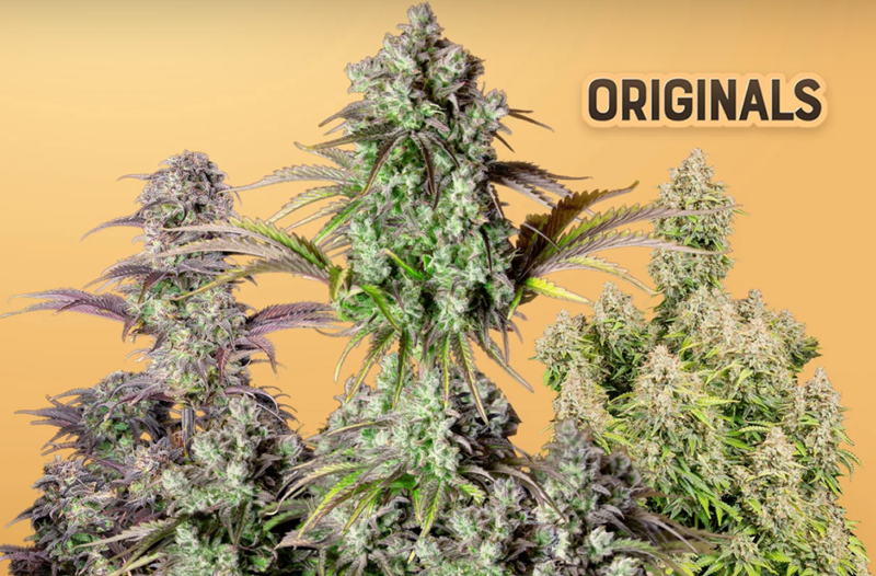 cannabis autofloraison