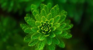 Yahoo Green