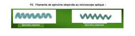 Filaments de Spiruline (article spiruline et cancer)