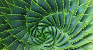 Bienfaits de l'aloe vera