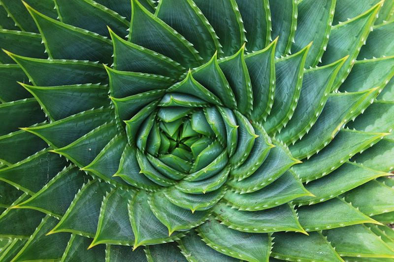 Bienfaits de l'aloe vera