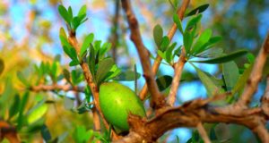 Huile d'argan bio