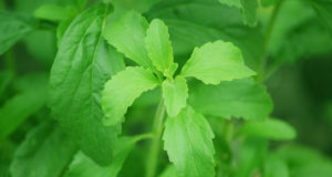 Stevia, un sucre naturel