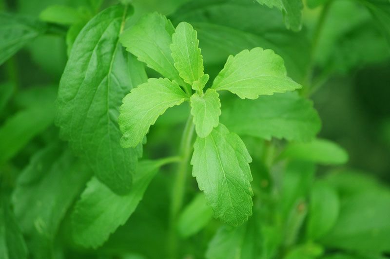 Stevia, un sucre naturel