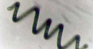 Forme de la Spiruline