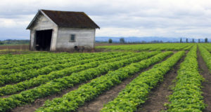 Un exemple d'agriculture "naturelle"