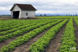 Un exemple d'agriculture "naturelle"