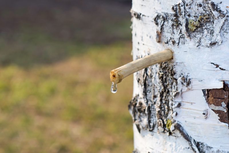 Faire une cure de sève de bouleau