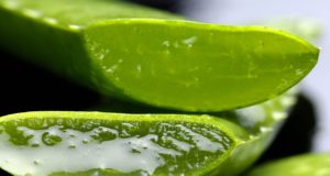 bienfaits de l'Aloe Vera