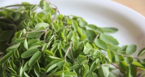 Bienfaits du moringa