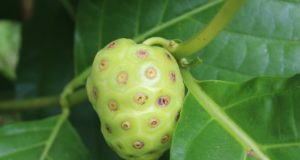 Jus de noni