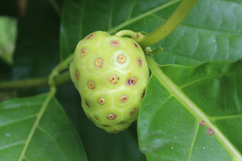 Jus de noni