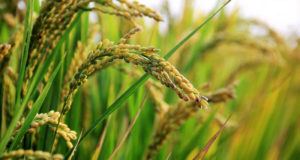 Huile son de riz