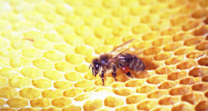 Bienfait de la propolis