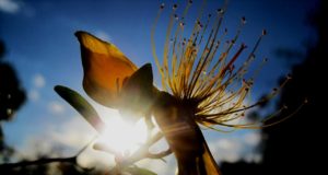 fleur millepertuis,