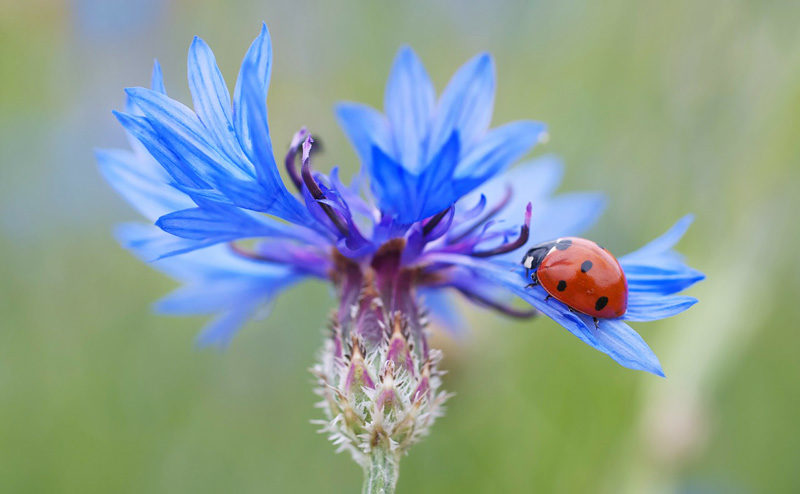 Eau florale bio de bleuet