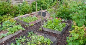 Permaculture