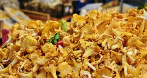 champignons comestibles